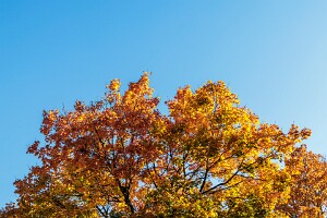 Automne au parc de l'Embanie C'est un endroit apprécié des promeneurs, des familles autant que des joggeurs et sportif. Situé à Heillecourt, tout...