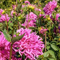 2025-08-10 05-09-04 (B,R8,S4)-2