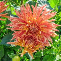 2025-08-10 09-54-37 (B,R8,S4)