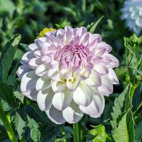 2025-08-10 10-13-54 (B,R8,S4)